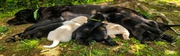 Labrador cani in vendita: Ultimo maschietto giallo di labrador retriever  a Provincia di Novara - Annuncio 8