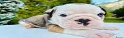 Bulldog cani in vendita: Cuccioli Bulldog Inglese con Pedigree - Annuncio 30