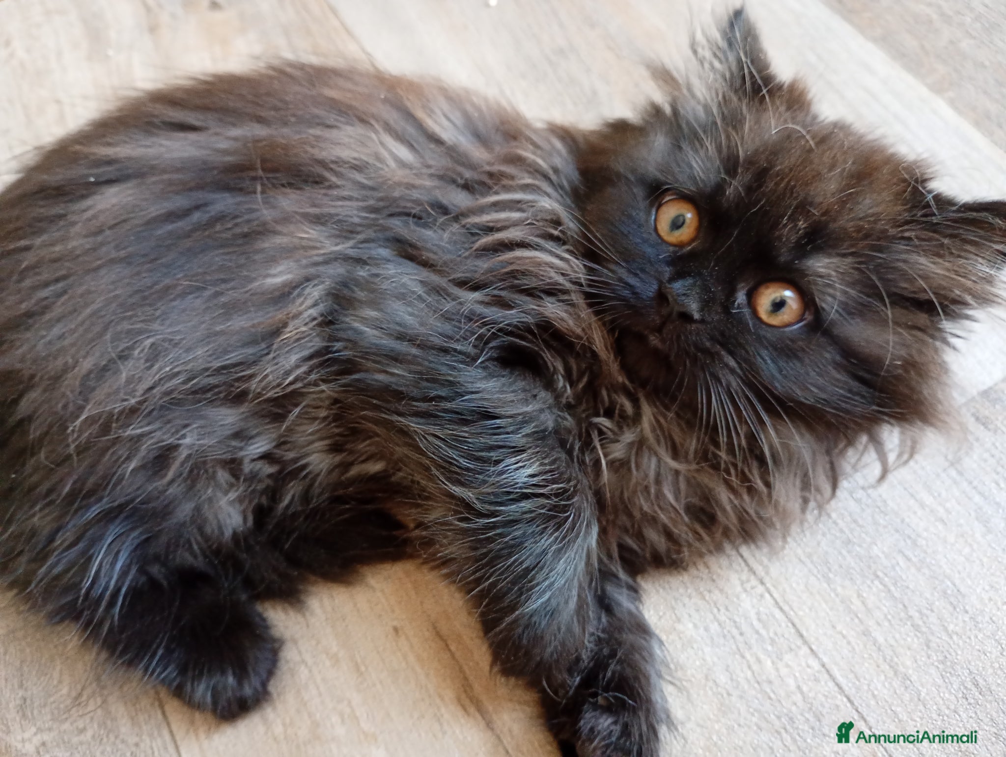 Scottish gatti in vendita: Gattine Scottish longhair  - Annuncio 7