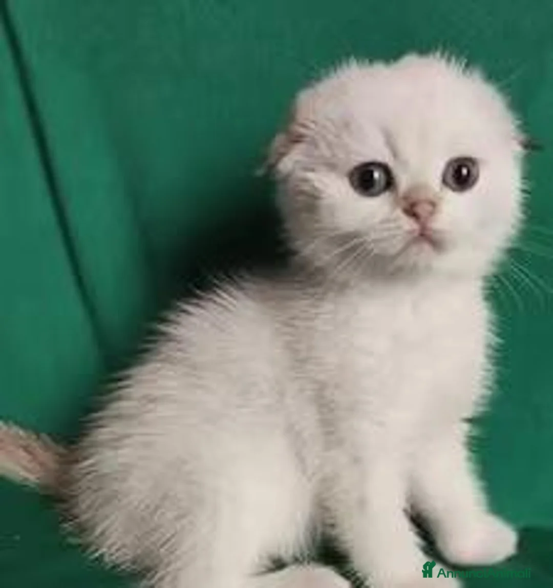 Scottish gatti in vendita: Cuccioli Scottish fold e straight pedigree ENFI - Annuncio 2