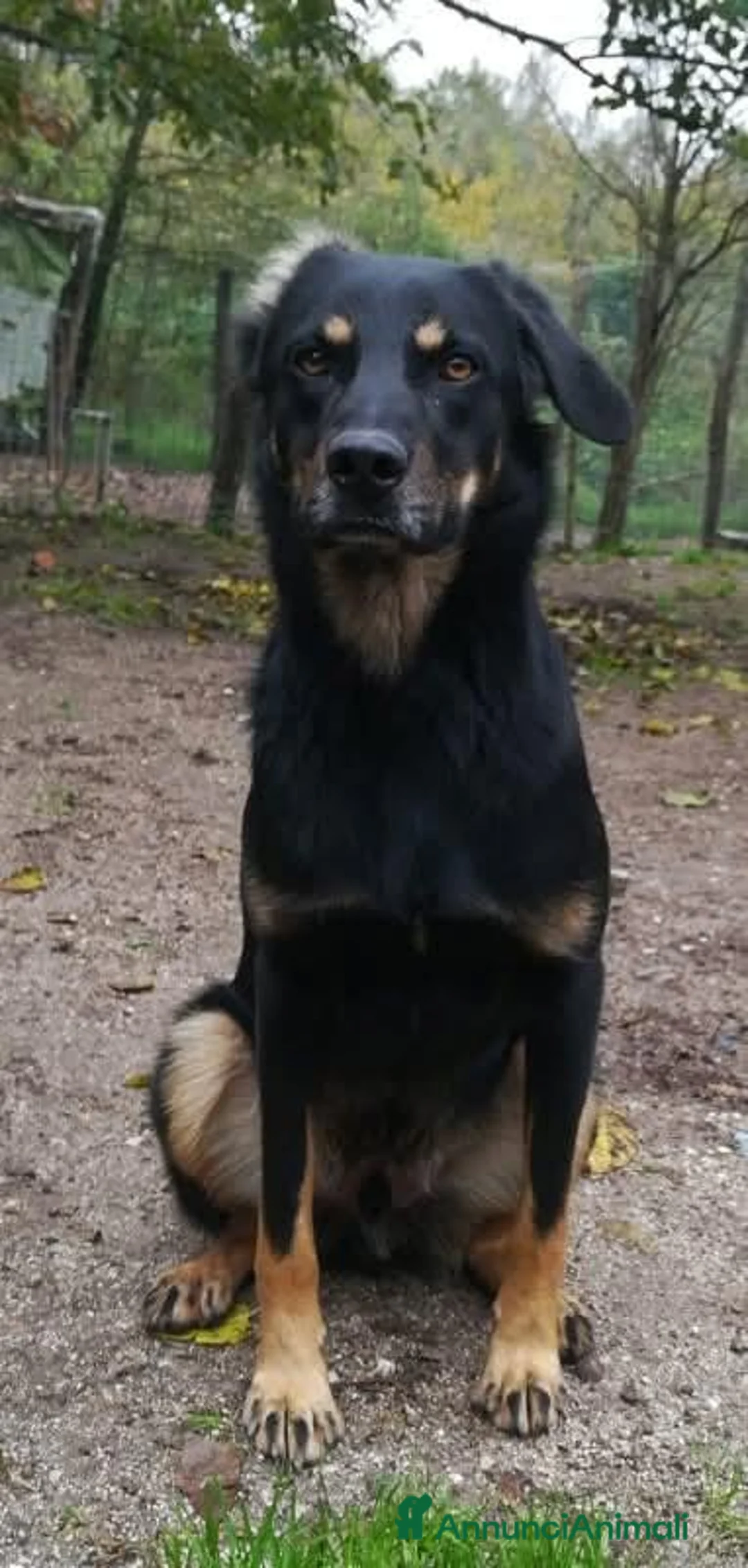 Meticcio cani in regalo: Dolce, buono, 17 chili, 7 anni - Annuncio 2