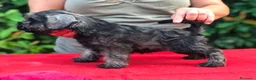 Schnauzer cani in vendita: Schnauzer nano a Provincia di Terni - Annuncio 4