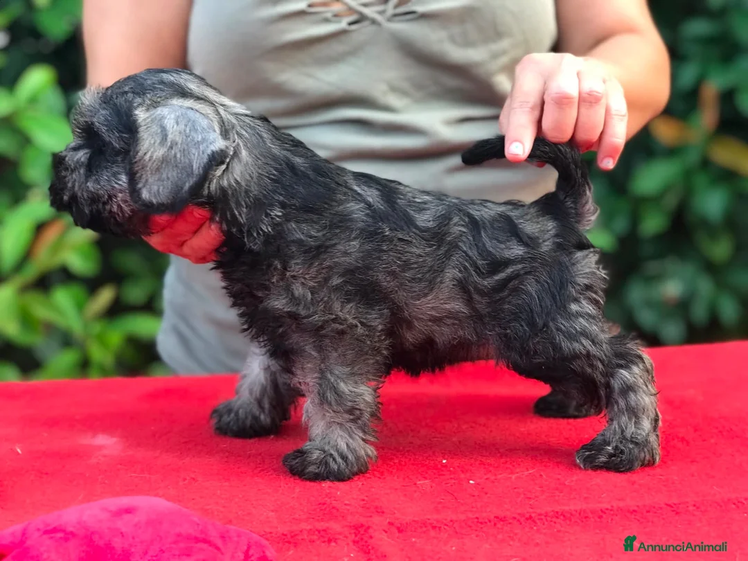 Schnauzer cani in vendita: Schnauzer nano a Provincia di Terni - Annuncio 4