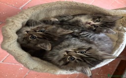 Siberiano gatti in vendita: Gattini siberiani ipoallergenici - Annuncio 1