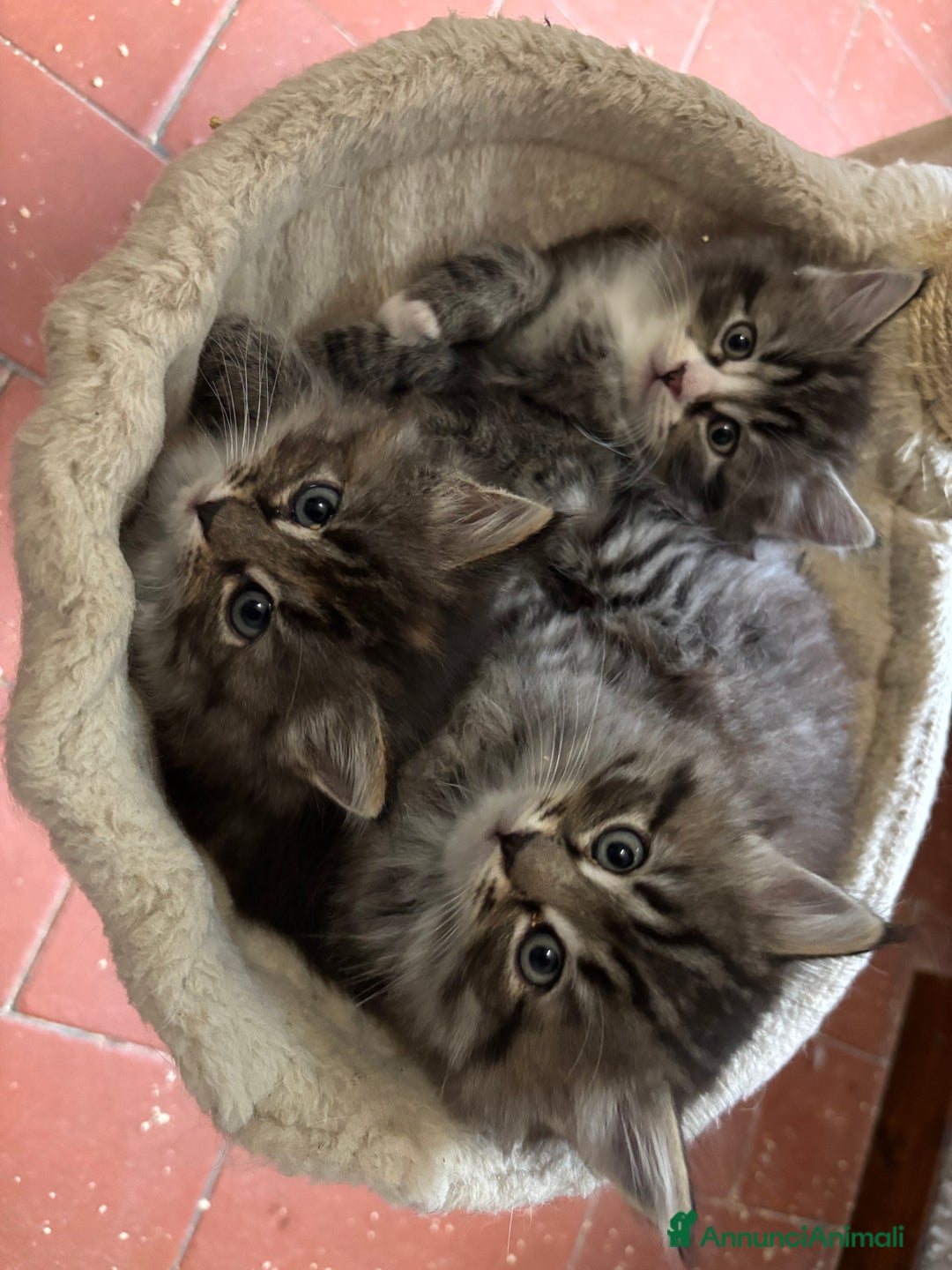 Siberiano gatti in vendita: Gattini siberiani ipoallergenici - Annuncio 1