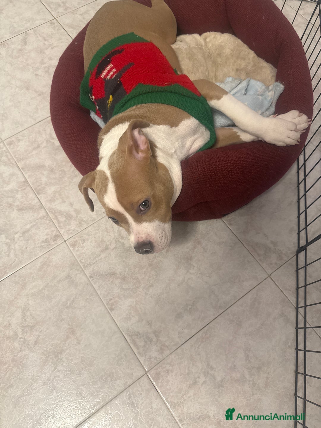 American Staffordshire cani in vendita: Vendo cucciola di 3 mesi AmStaff - Annuncio 2