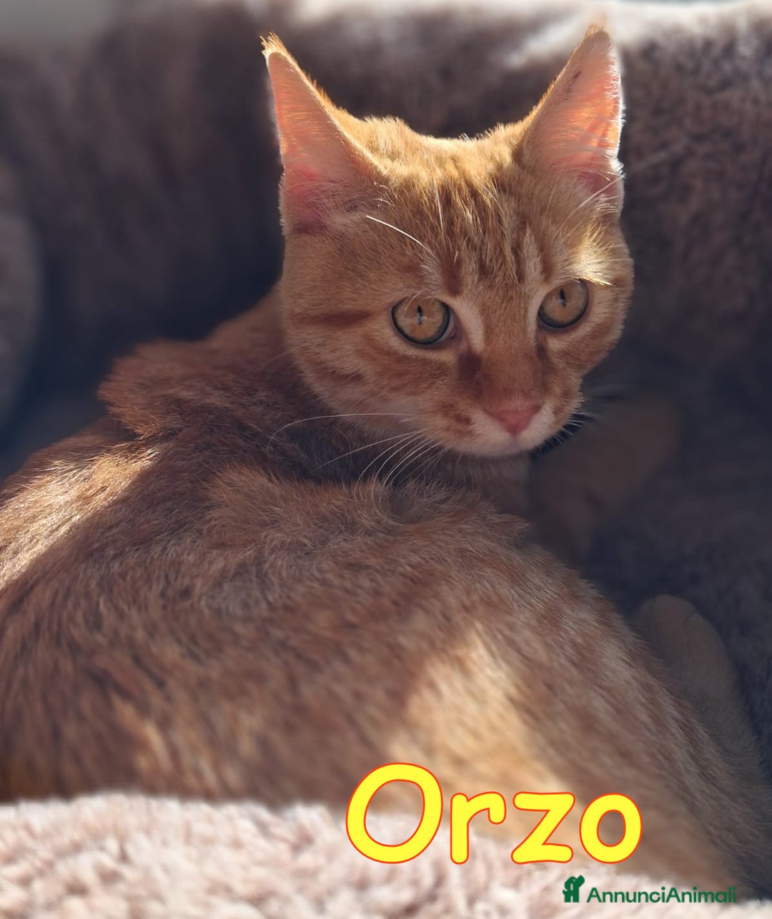 Europeo gatti in regalo: ORZO MICINO ADORABILE - Annuncio 3