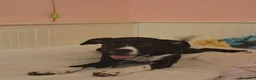 American Staffordshire cani in regalo: Regalo cucciolo amstaff/pitbull a Provincia autonoma di Trento - Annuncio 2
