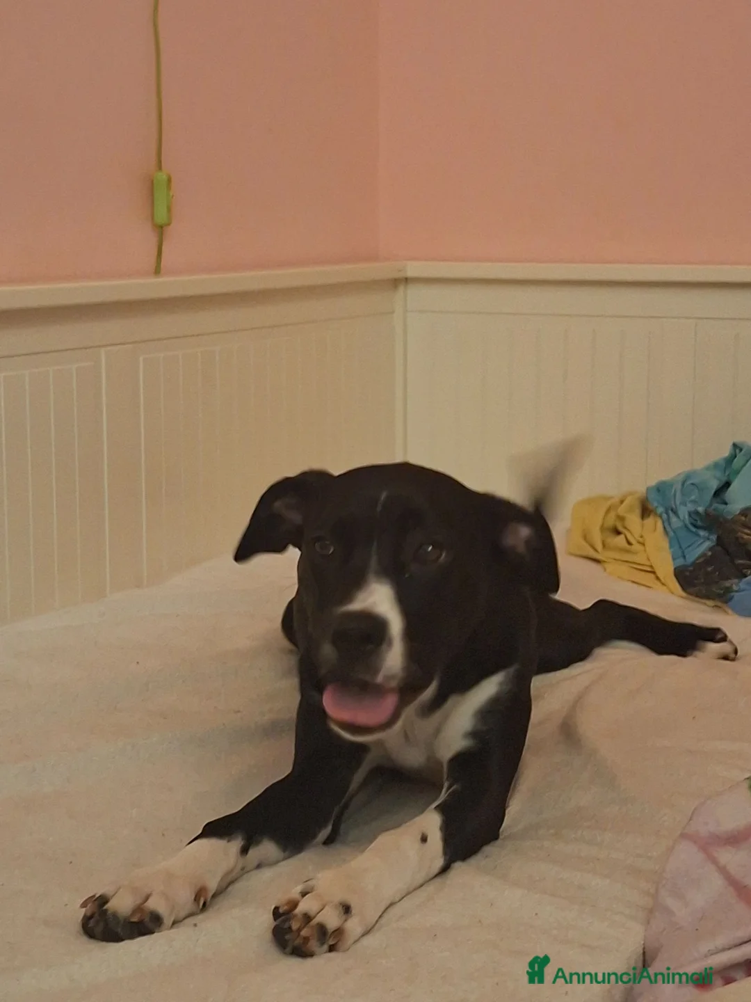 American Staffordshire cani in regalo: Regalo cucciolo amstaff/pitbull a Provincia autonoma di Trento - Annuncio 2