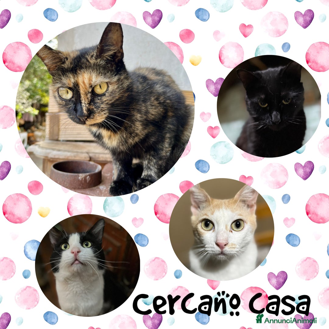 Meticcio gatti in regalo: Gatti gratis - Immagine 1