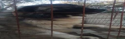 Pastore del Caucaso cani in vendita: Pastore del Caucaso  - Annuncio 4
