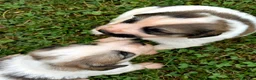Cane da Montagna dei Pirenei cani in vendita: Cuccioli di Cane da Montagna dei Pirenei  - Annuncio 2