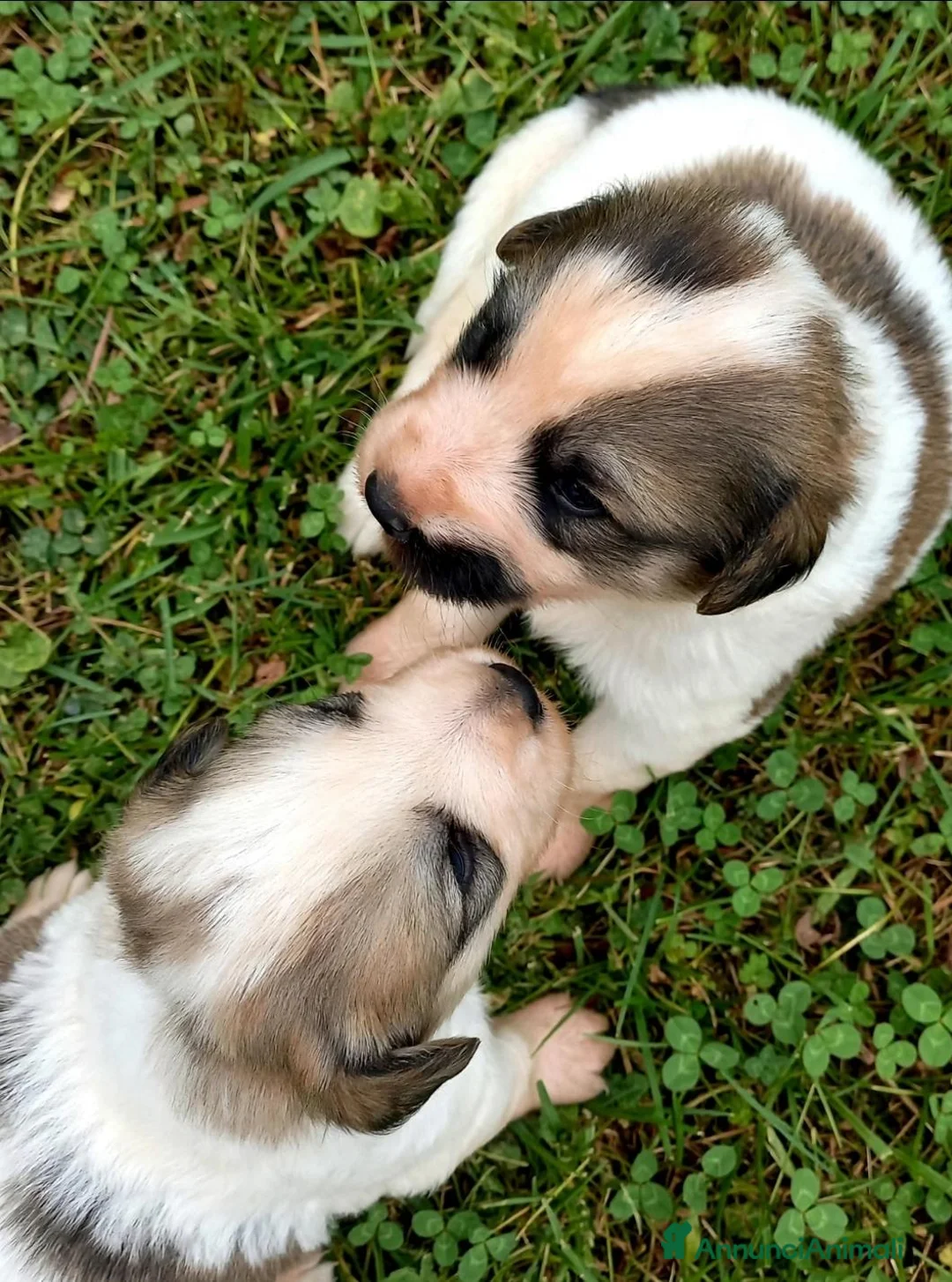 Cane da Montagna dei Pirenei cani in vendita: Cuccioli di Cane da Montagna dei Pirenei  - Annuncio 2