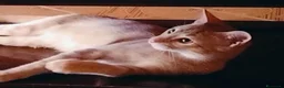 Meticcio gatti in regalo: 3 mesi, abituato in casa, DOLCISSIMO  - Annuncio 3