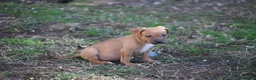 Pitbull cani in vendita: Cuccioli Pit Bull con Pedigree anche a rate - Annuncio 27