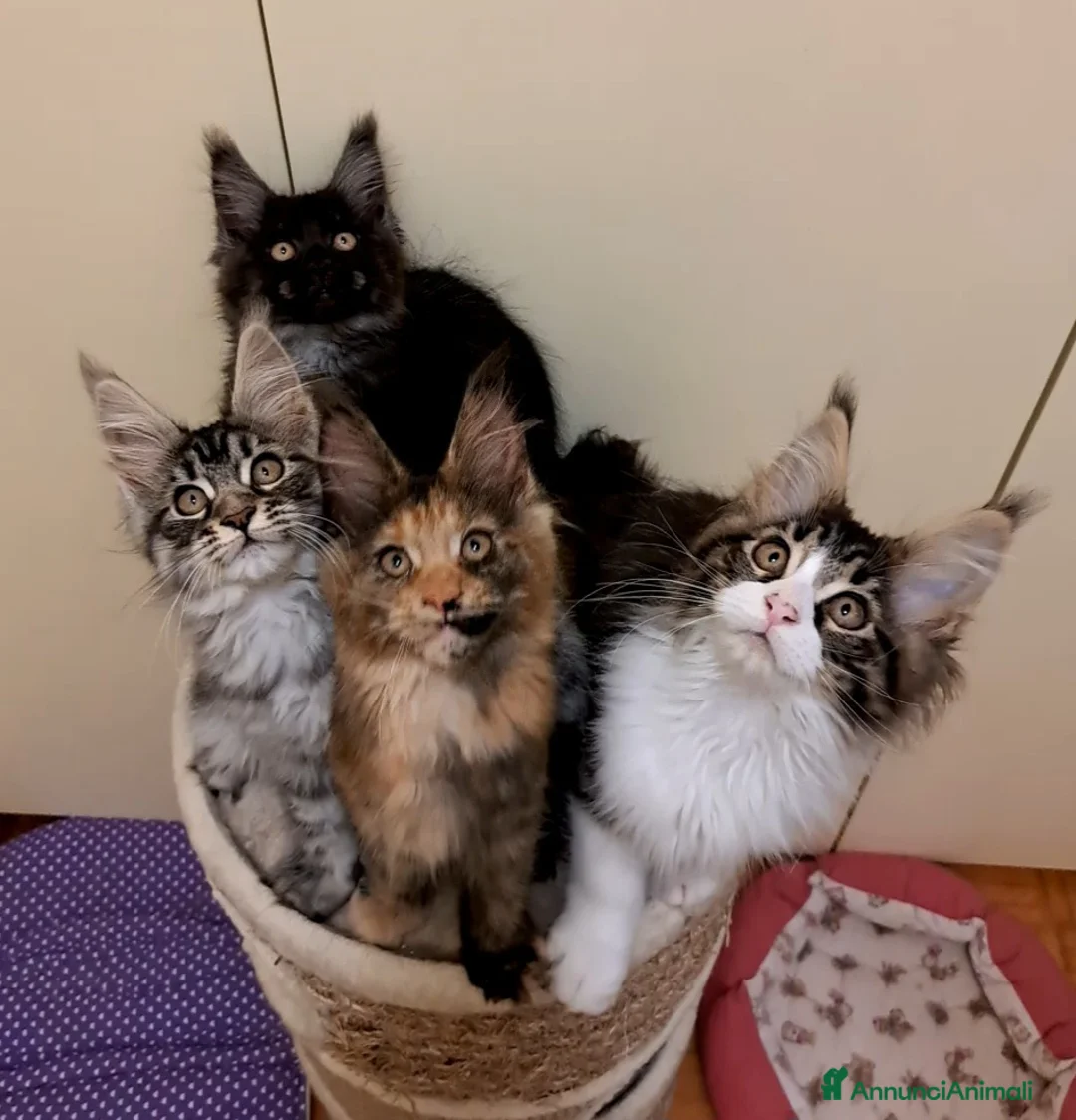 Immagine della galleria {{count}}