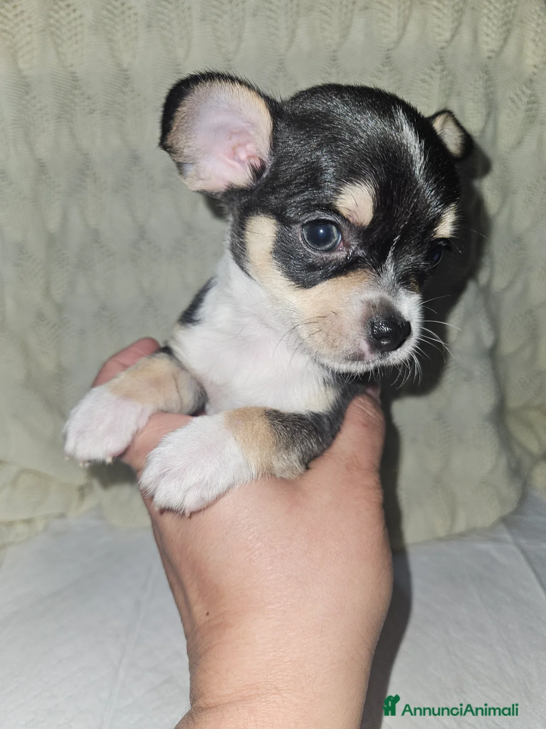 Chihuahua cani in vendita: Chihuahua mini - Annuncio 1