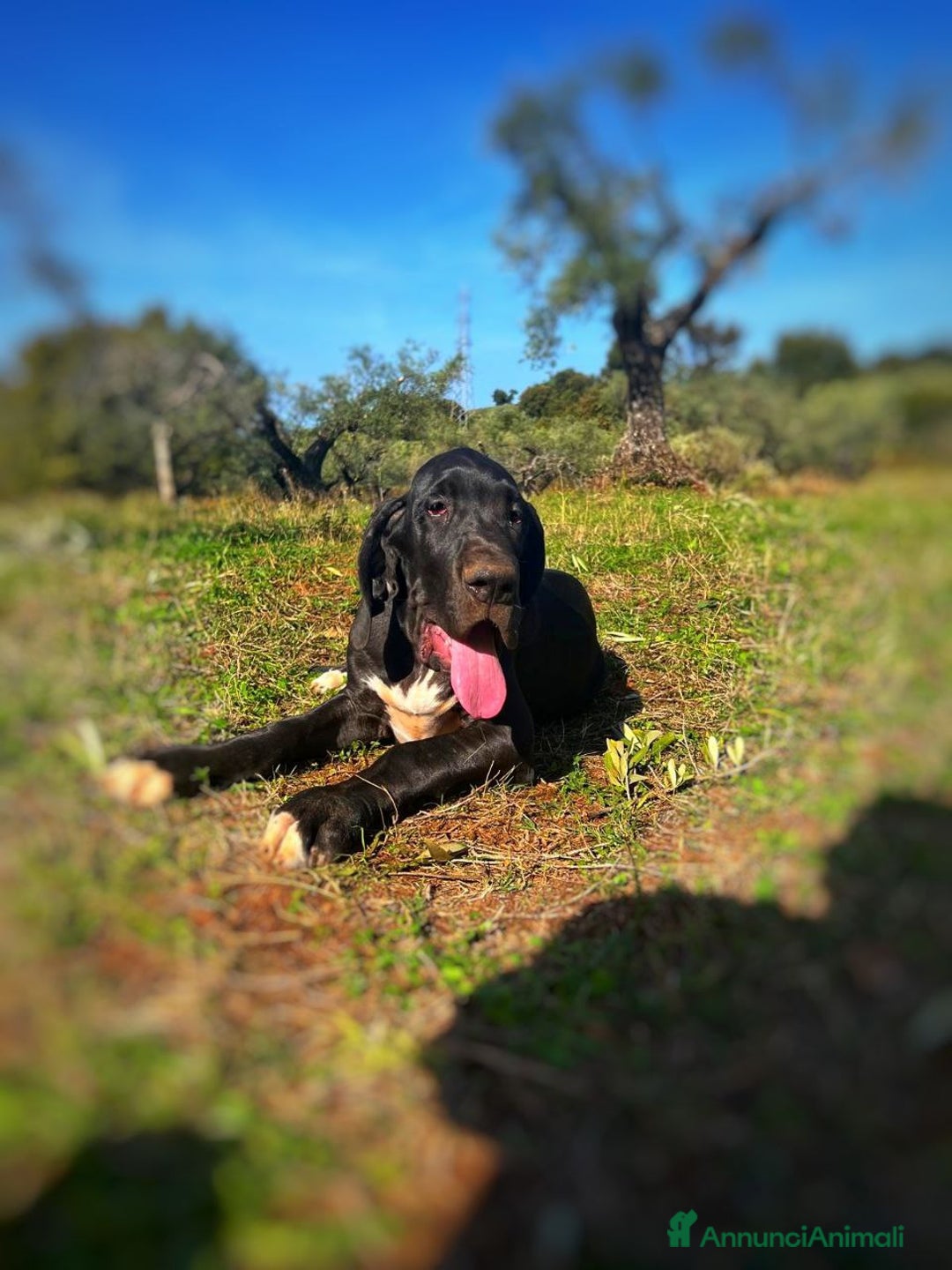Alano cani in vendita: Cuccioli di Alano nero, ad alta geneaologia - Annuncio 20