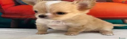 Chihuahua cani in vendita: Chihuahua mini  - Annuncio 4