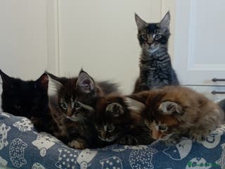 Maine Coon gatti Maine Coon con pedigree - Annuncio 27