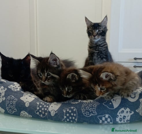 Maine Coon gatti Maine Coon con pedigree - Annuncio 8