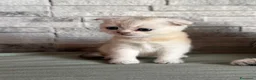 Scottish gatti in vendita: Cuccioli di Scottish Fold - Annuncio 12