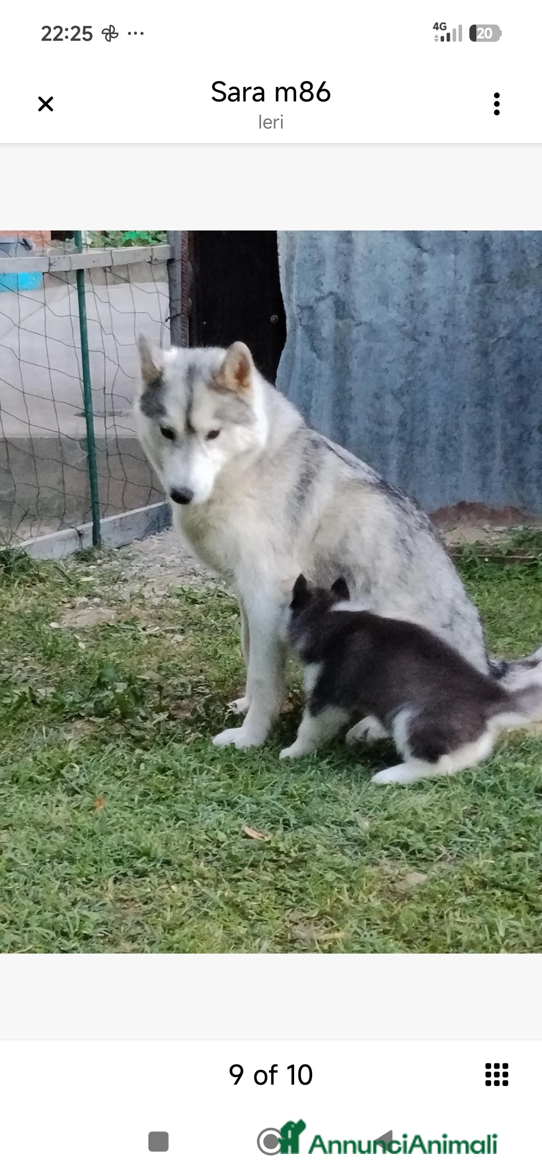 Husky cani in vendita: Cuccioli di Siberian Husky  a Città Metropolitana di Torino - Annuncio 1