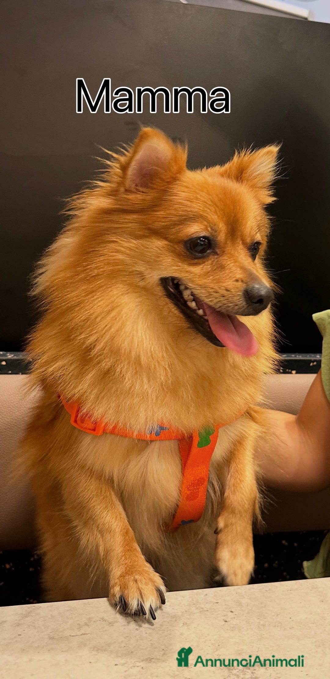 Volpino Pomerania cani in vendita: Cucciolo di Spitz  - Annuncio 7