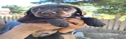 Labrador cani in vendita: Cuccioli Labrador cioccolato  a Città Metropolitana di Bologna - Annuncio 3
