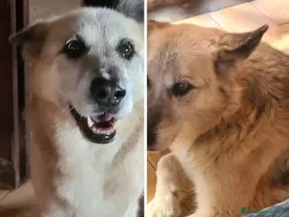 Meticcio cani Pastore tg media 13anni salvato da 1lager.LAZIO a Città metropolitana di Milano - Annuncio 22