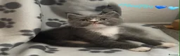 Scottish gatti in vendita: Scottish Cuccioli a Provincia di Rovigo - Annuncio 5