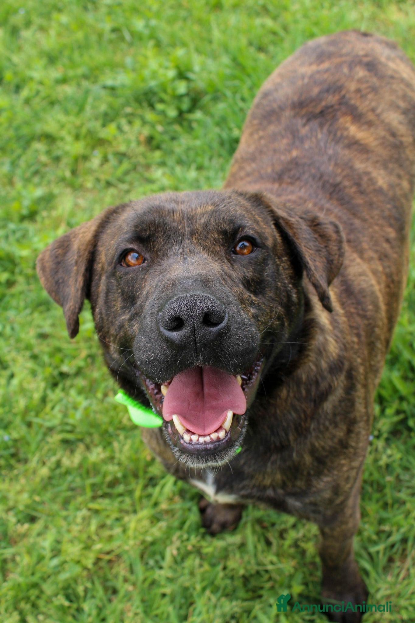 Meticcio cani Rambo, in canile da una vita - Annuncio 5