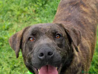 Meticcio cani Rambo, in canile da una vita - Annuncio 5