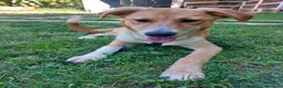 Meticcio cani in regalo: Dolly dolcissima cucciola a Città metropolitana di Milano - Annuncio 15