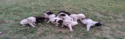 Lagotto cani in vendita: Lagotto Romagnolo con Pedigree - Annuncio 5