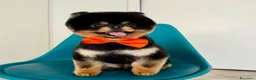Volpino Pomerania cani per accoppiamento: Spitz pomerania black&tan  a Provincia di Mantova - Annuncio 4
