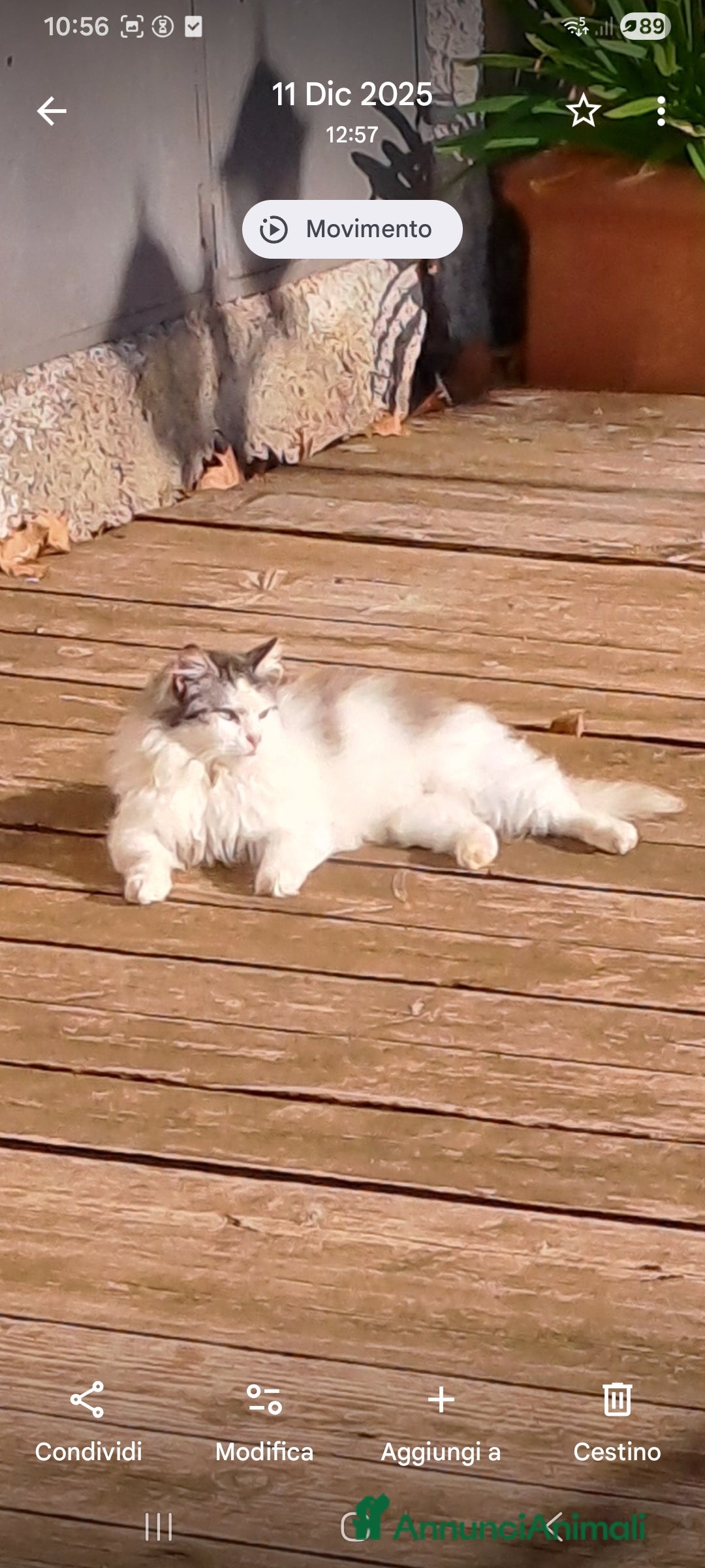 Europeo gatti in regalo: GATTINA A PELO LUNGO IN ADOZIONE - Annuncio 3