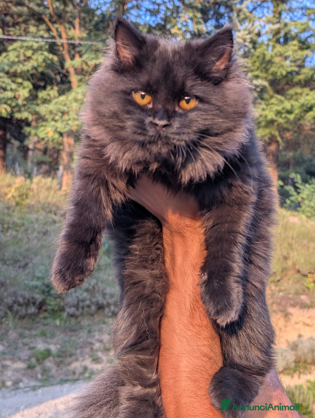 Siberiano gatti in vendita: Cuccioli di gatto siberiano  - Annuncio 4
