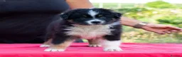 Australian Shepherd cani in vendita: Cuccioli Pastore Australiano/Australian Shepherd  - Annuncio 5