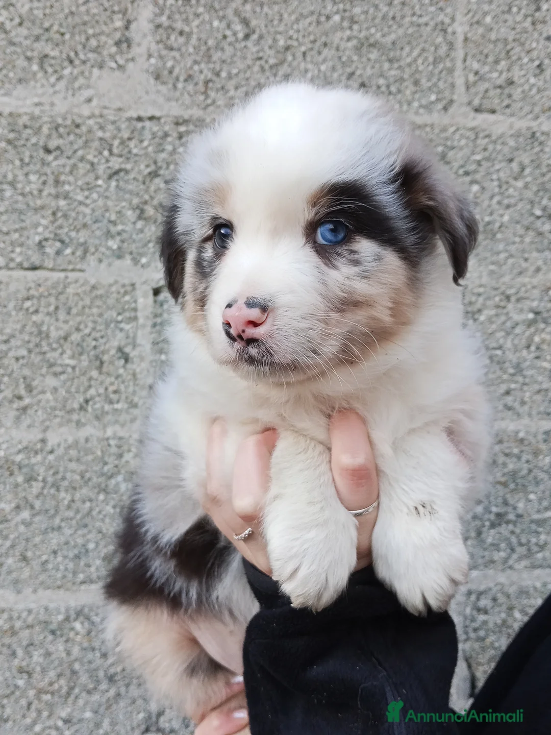 Australian Shepherd cani in vendita: Cuccioli di Australian Shepherd  - Annuncio 3