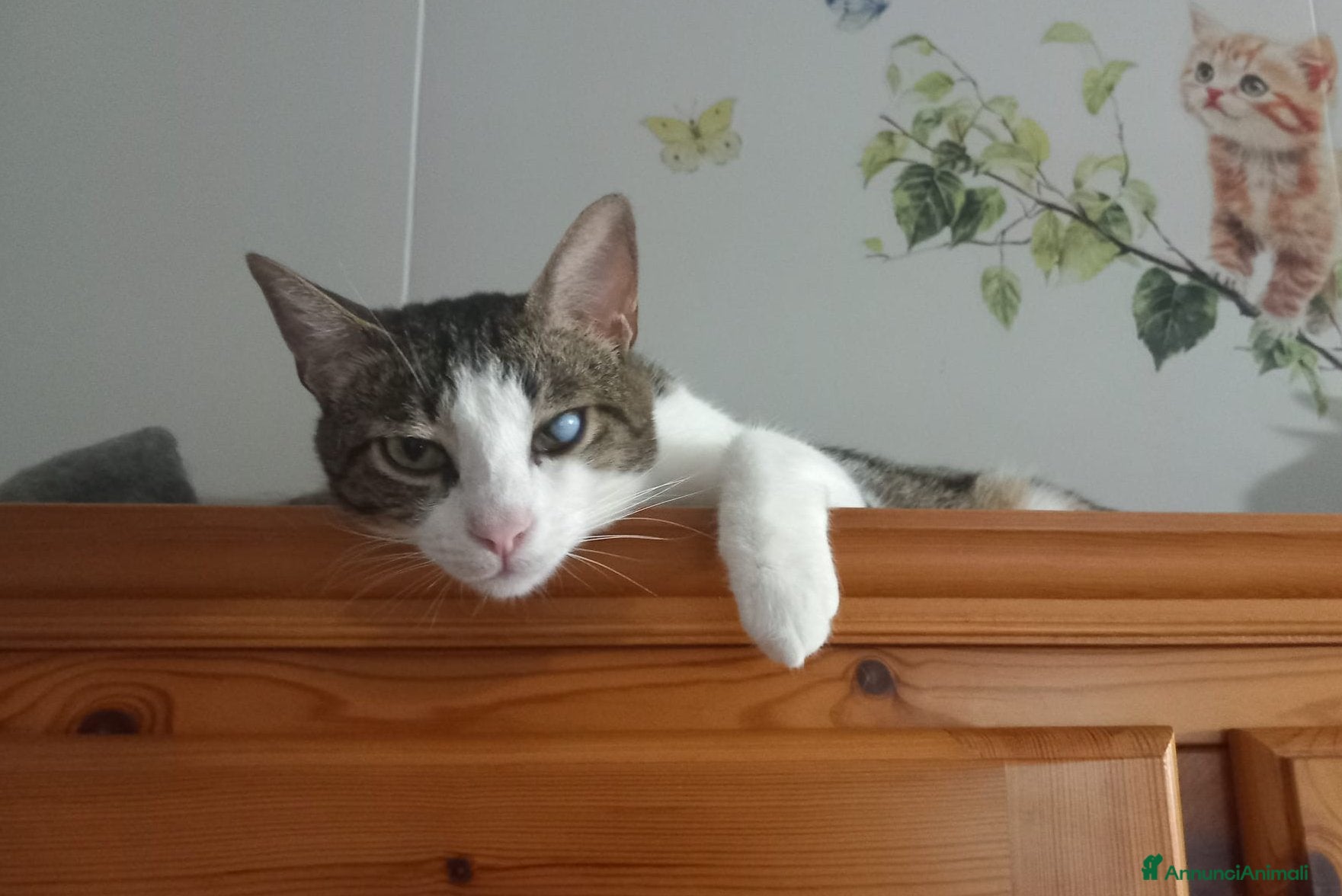 Europeo gatti Affettuoso gattino da adottare, MICKY ! - Annuncio 2