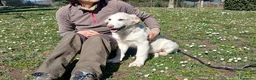 Meticcio cani in regalo: GLORY BELLISSIMA CUCCIOLA STA CERCANDO CASA - Annuncio 4
