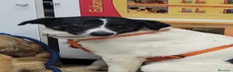 Meticcio cani in regalo: Splendida meticcia - COOKIE - Annuncio 7