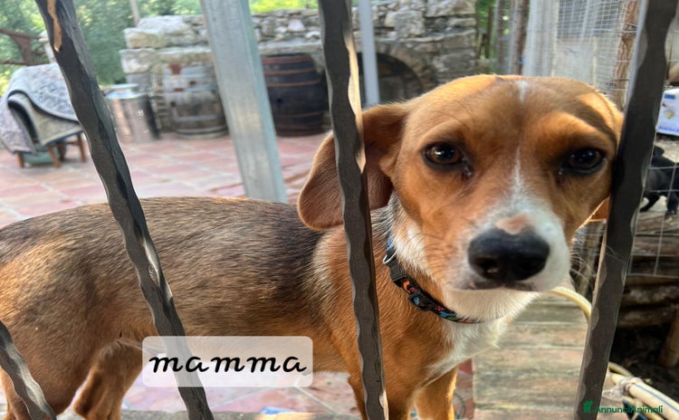 Altre razze cani a Provincia di Frosinone - Annuncio 18
