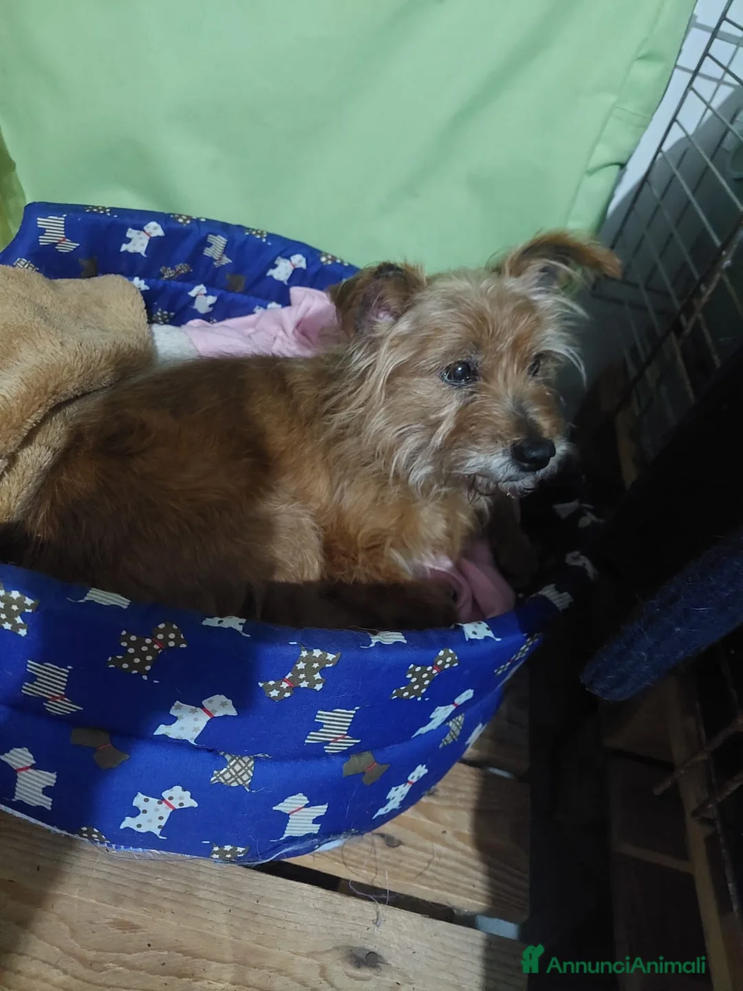 Meticcio cani in regalo: Henry, dolcissimo con tanto bisogno di famiglia - Annuncio 3