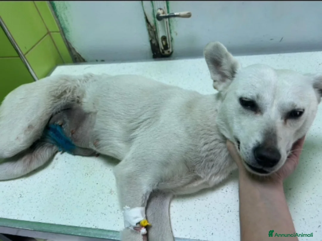 Meticcio cani in regalo: Patty 2/3anni kg10 POTREBBE ARRIVARE A FINE MARZO! - Annuncio 2