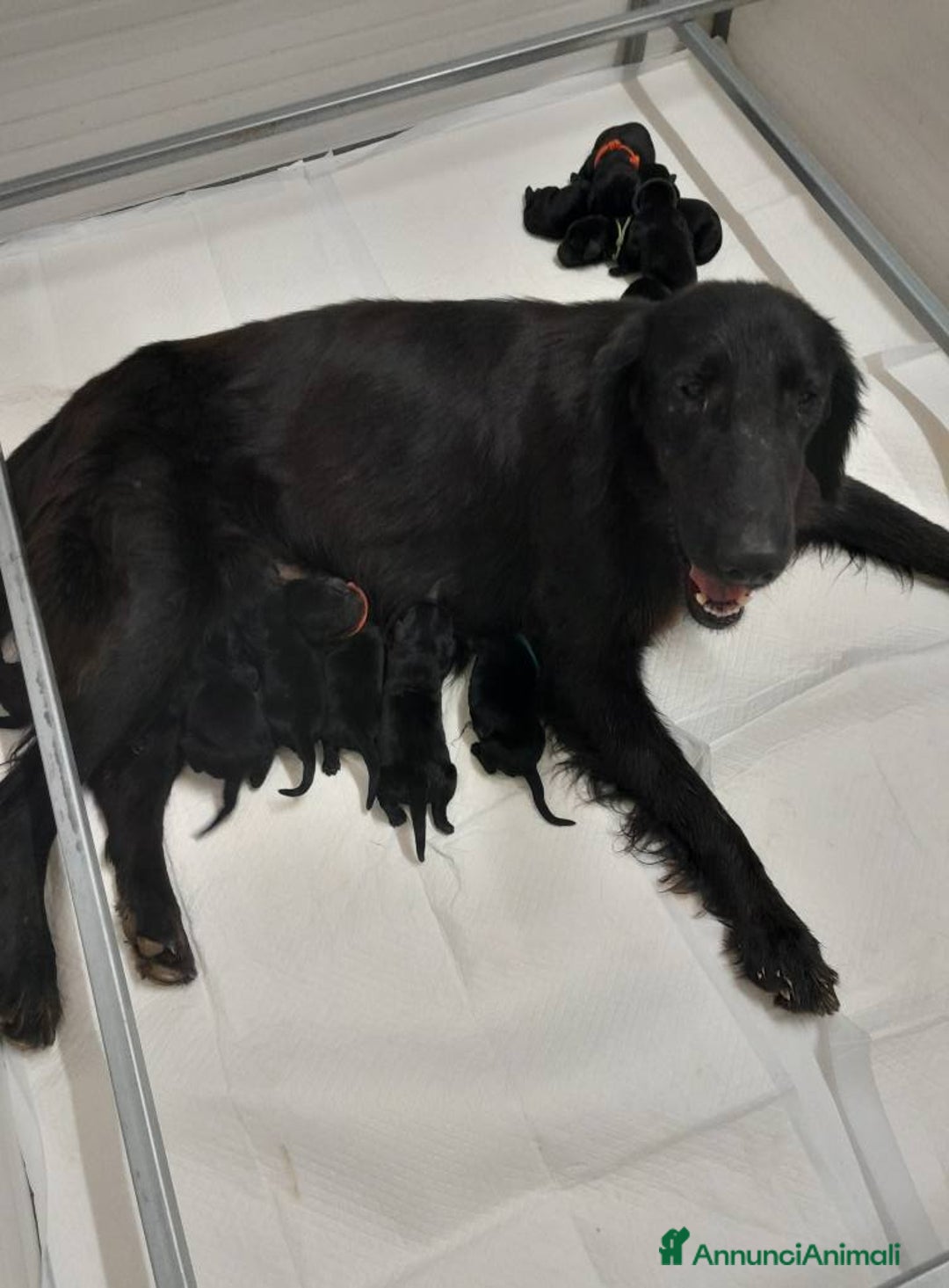 Flat Coated cani in vendita: Flat Coated Retriever - Annuncio 6