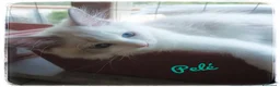 Siberiano gatti in vendita: Disponibili ultimi cuccioli gatti neva masquerade - Annuncio 7