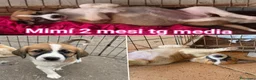 Meticcio cani in regalo: CUCCIOLI SOLI ED ESCLUSI  a Città Metropolitana di Genova - Annuncio 7
