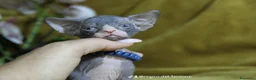 Sphynx gatti in vendita: Cuccioli di sphynx disponibile  - Annuncio 3